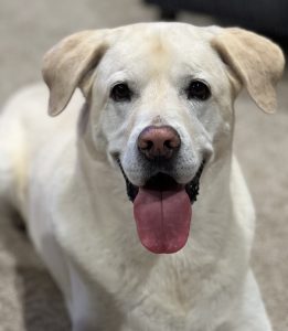 White Lab dog