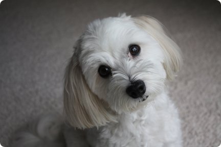 Small dog looking up