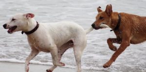 Two dogs playing on the beach