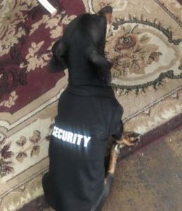 Small dog with "Security" vest on 