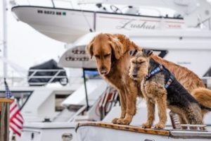 Two dogs on a boat looking down