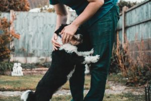 Man petting dog