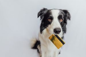 A dog with a credit card trying to order