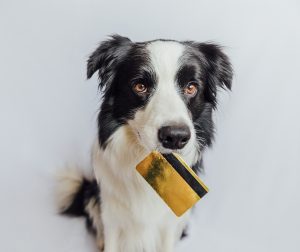 Dog holding credit card