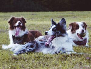 Three dogs resting